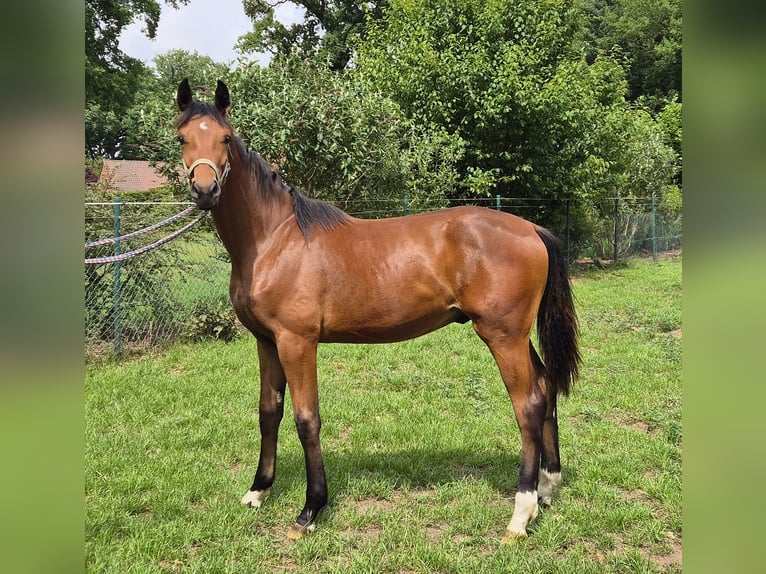 Oldenburgo Caballo castrado 1 año 169 cm Castaño oscuro in Drentwede