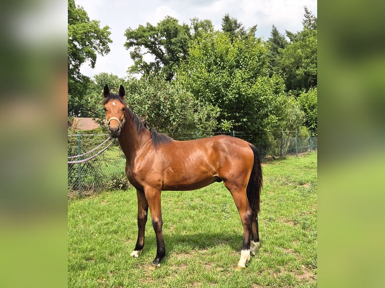 Oldenburgo Caballo castrado 1 año 169 cm Castaño oscuro in Drentwede