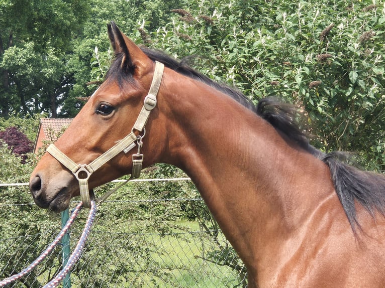 Oldenburgo Caballo castrado 1 año 169 cm Castaño oscuro in Drentwede