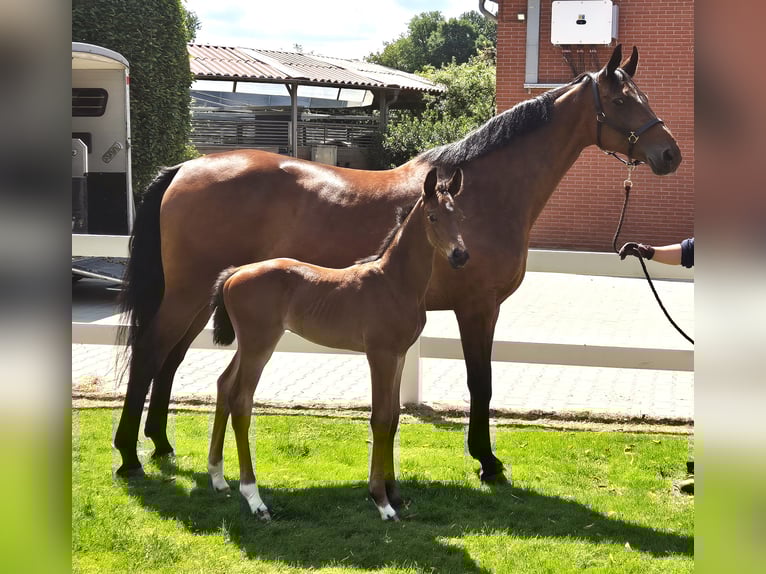 Oldenburgo Caballo castrado 1 año 169 cm Castaño oscuro in Drentwede