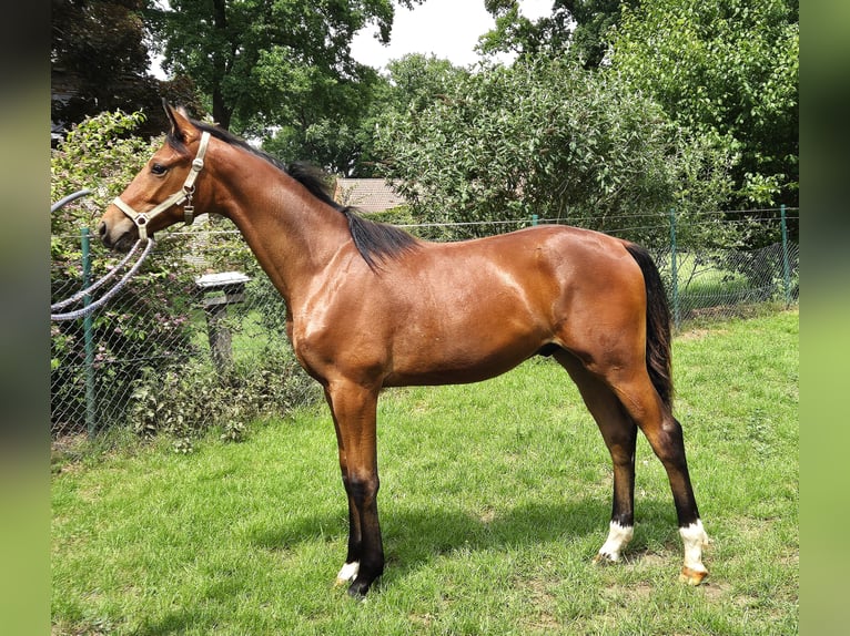 Oldenburgo Caballo castrado 1 año 169 cm Castaño oscuro in Drentwede