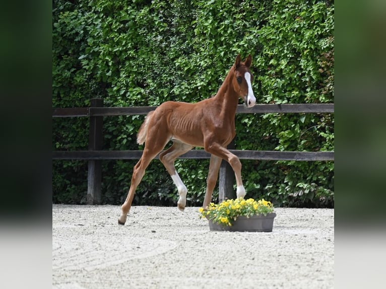 Oldenburgo Caballo castrado 1 año 175 cm Alazán in Bad F&#xFC;ssing