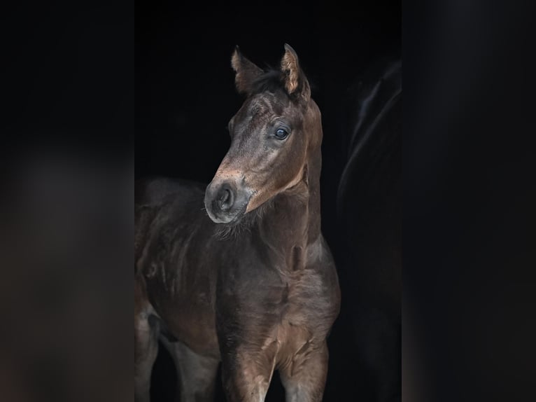 Oldenburgo Caballo castrado 1 año Castaño oscuro in Affoltern am Albis