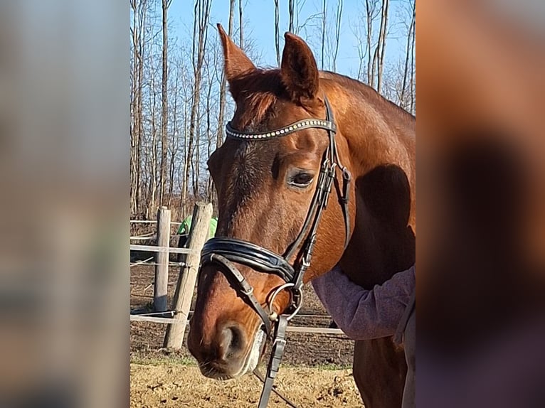 Oldenburgo Caballo castrado 20 años 170 cm Alazán in Sankt Georgen am Leithagebirge