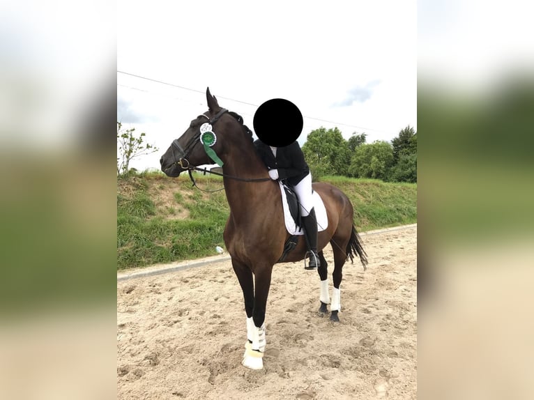 Oldenburgo Caballo castrado 20 años 170 cm Negro in Langenhagen