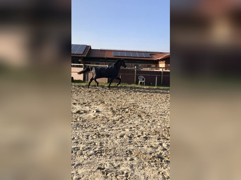 Oldenburgo Caballo castrado 20 años 170 cm Negro in Langenhagen