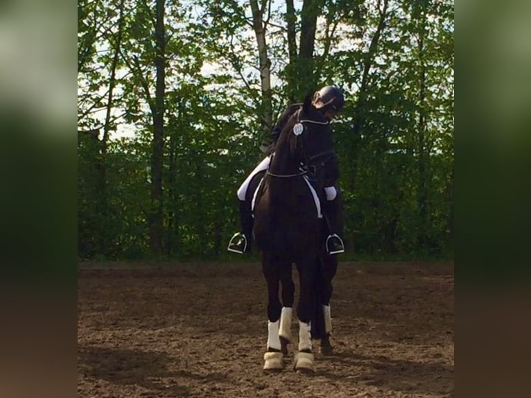 Oldenburgo Caballo castrado 20 años 170 cm Negro in Langenhagen