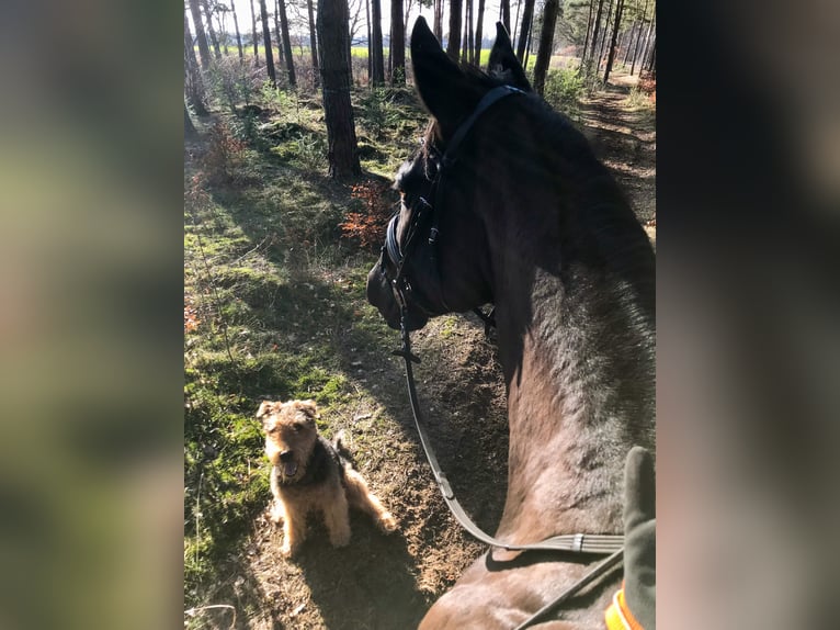 Oldenburgo Caballo castrado 20 años 170 cm Negro in Langenhagen