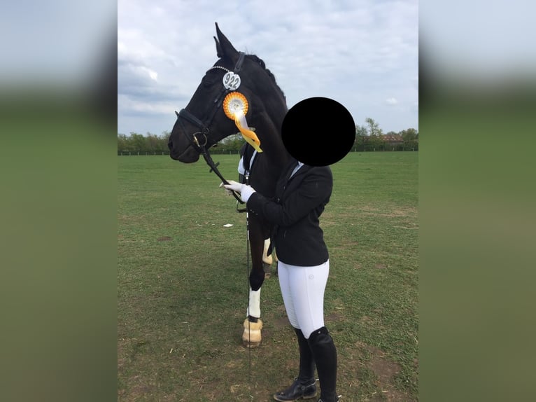 Oldenburgo Caballo castrado 20 años 170 cm Negro in Langenhagen