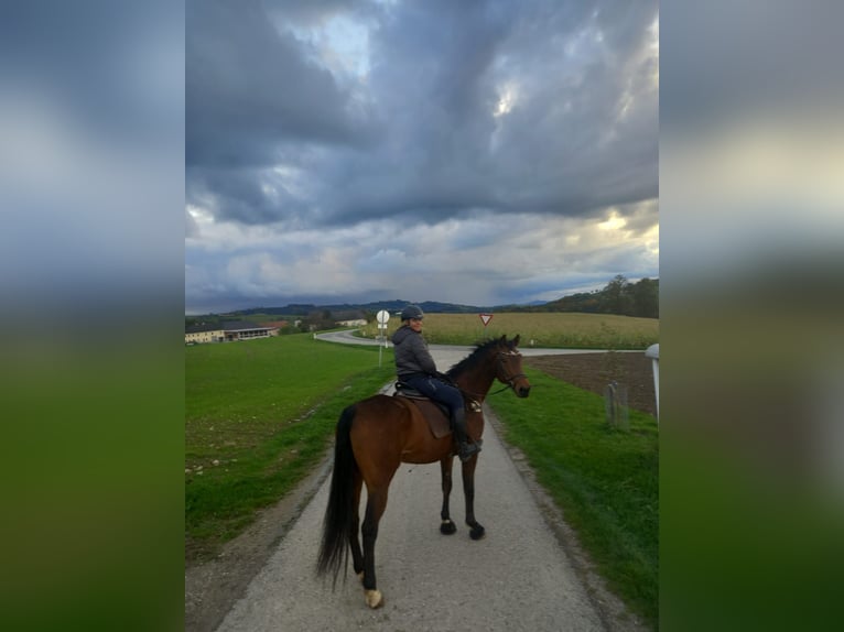 Oldenburgo Caballo castrado 20 años 172 cm Castaño in Neuhofen an der Ybbs, Oberleiten 1