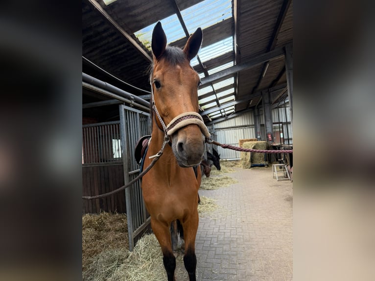 Oldenburgo Caballo castrado 20 años 174 cm Castaño in Klein Berßen