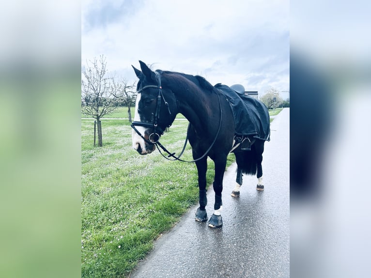 Oldenburgo Caballo castrado 23 años 171 cm Castaño oscuro in Eppelheim