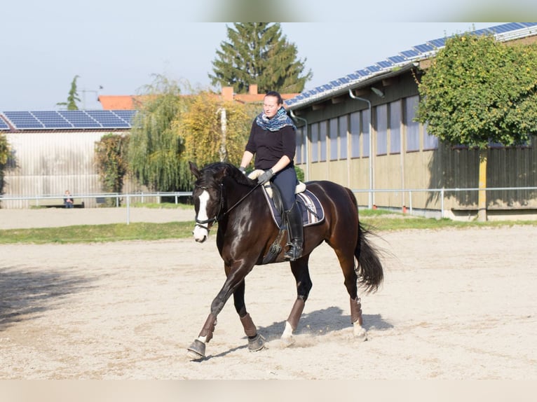 Oldenburgo Caballo castrado 23 años 171 cm Castaño oscuro in Eppelheim