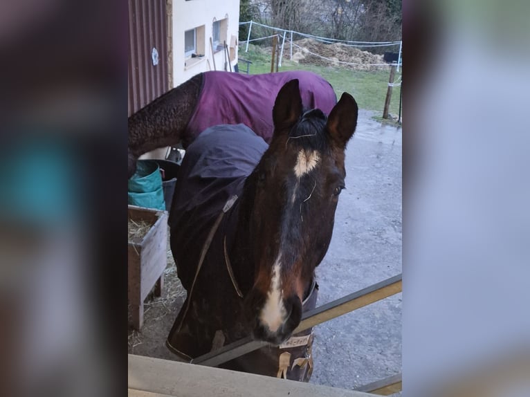 Oldenburgo Caballo castrado 24 años 173 cm Castaño in Kirchberg SG