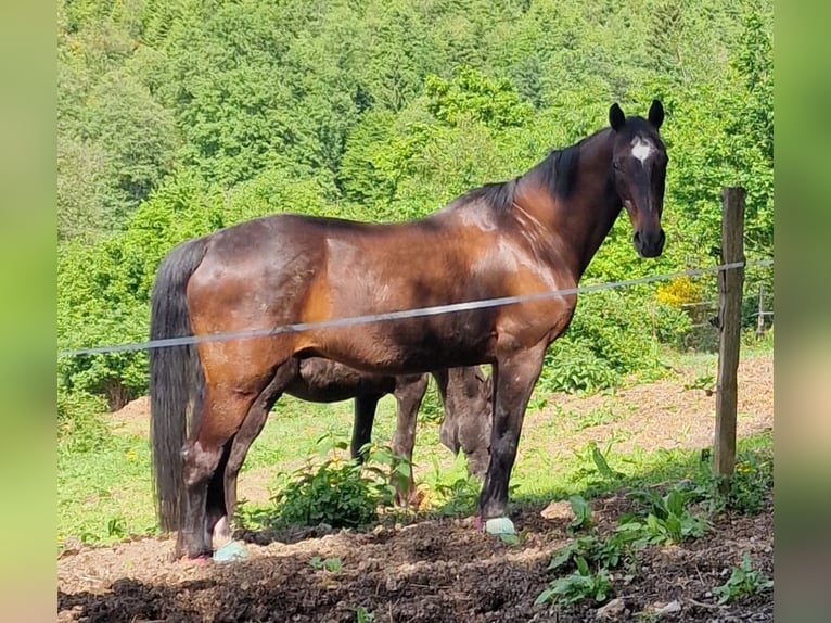 Oldenburgo Caballo castrado 25 años 163 cm Castaño in Bergneustadt