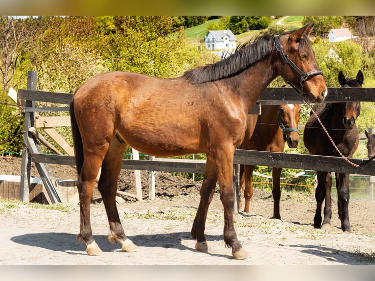 Oldenburgo Caballo castrado 2 años 160 cm Castaño rojizo in Sadek