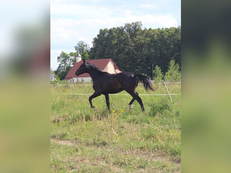 Oldenburgo Caballo castrado 2 años 161 cm Negro in Miłogostowice