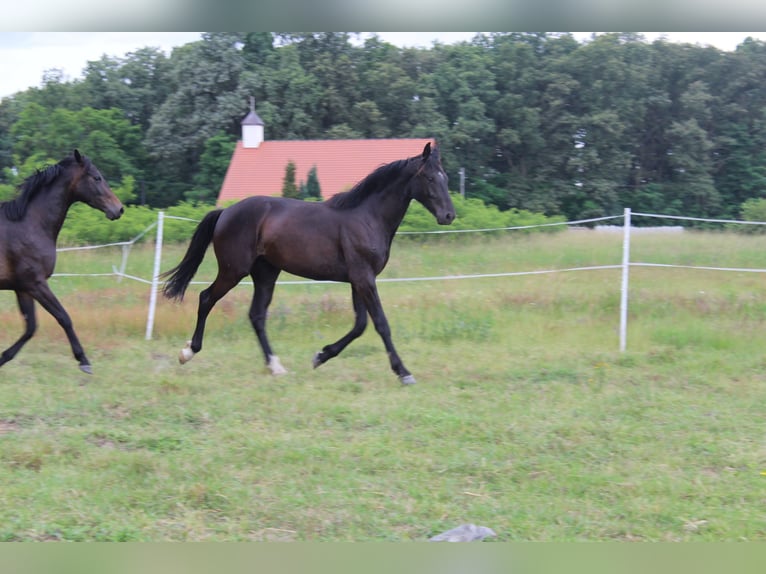 Oldenburgo Caballo castrado 2 años 161 cm Negro in Miłogostowice