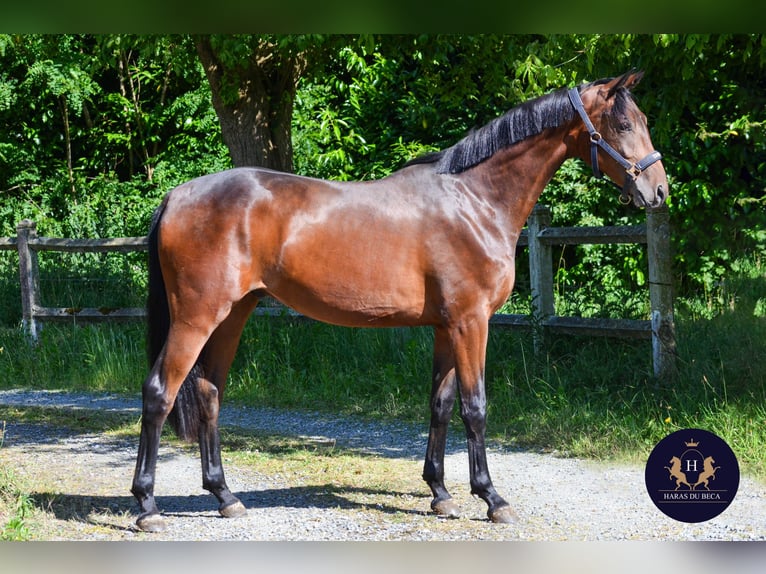 Oldenburgo Caballo castrado 2 años 162 cm Castaño oscuro in Marigny