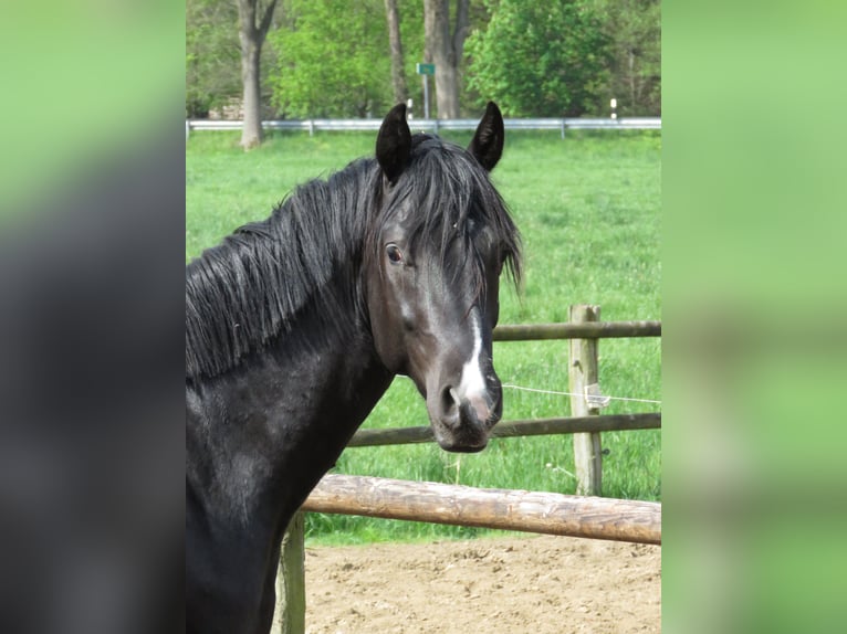 Oldenburgo Caballo castrado 2 años 162 cm Negro in Engelschoff