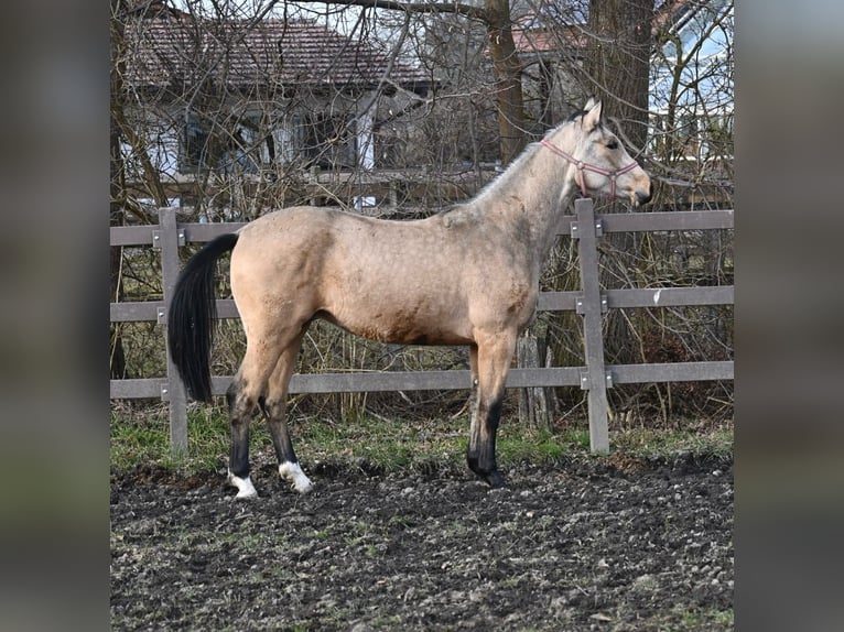Oldenburgo Caballo castrado 2 años 164 cm Buckskin/Bayo in Bad Füssing