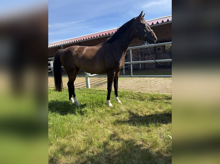 Oldenburgo Caballo castrado 2 años 164 cm Castaño oscuro in Blunk