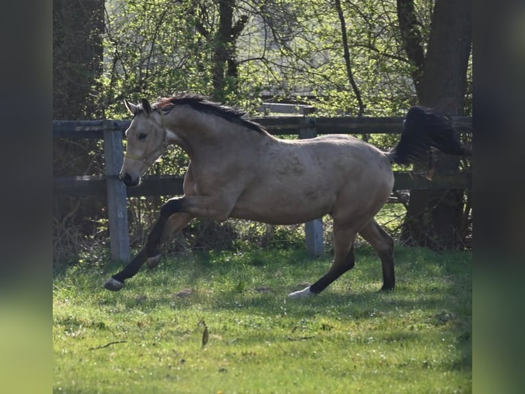 Oldenburgo Caballo castrado 2 años 167 cm Buckskin/Bayo in Bad Füssing