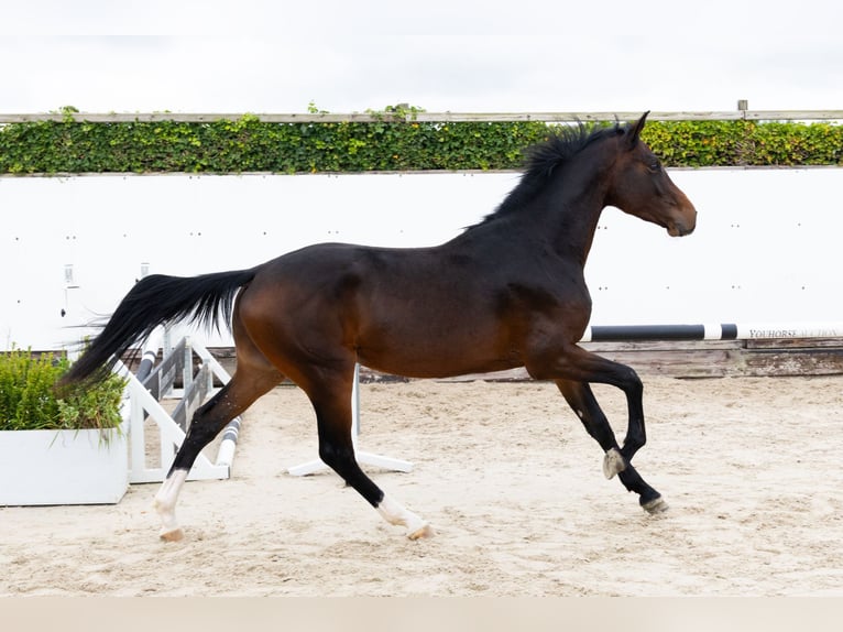 Oldenburgo Caballo castrado 2 años 167 cm Castaño in Waddinxveen Oldenburgo Caballo castrado 2 años 167 cm Castaño in Waddinxveen