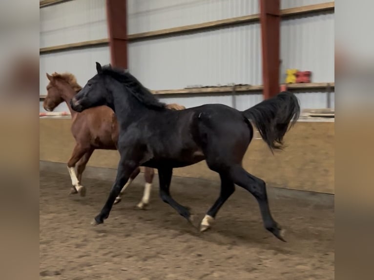 Oldenburgo Caballo castrado 2 años 167 cm Castaño oscuro in Breklum