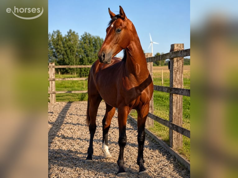 Oldenburgo Caballo castrado 2 años 168 cm Castaño in Hainault