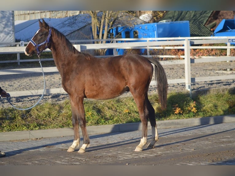 Oldenburgo Caballo castrado 2 años 168 cm Castaño rojizo in Jordanów
