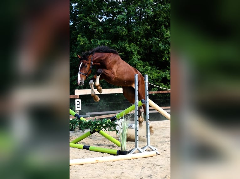 Oldenburgo Caballo castrado 2 años 168 cm Castaño rojizo in Krasne-Lasocice