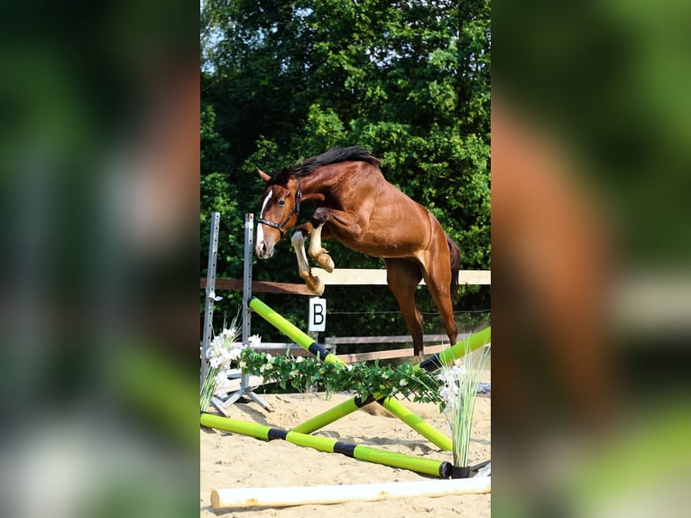 Oldenburgo Caballo castrado 2 años 168 cm Castaño rojizo in Krasne-Lasocice