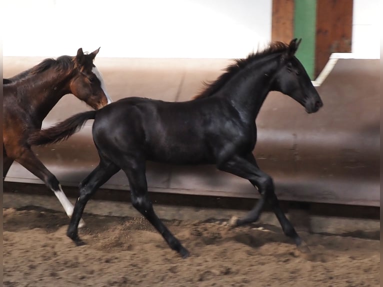 Oldenburgo Caballo castrado 2 años 168 cm Negro in Bramsche