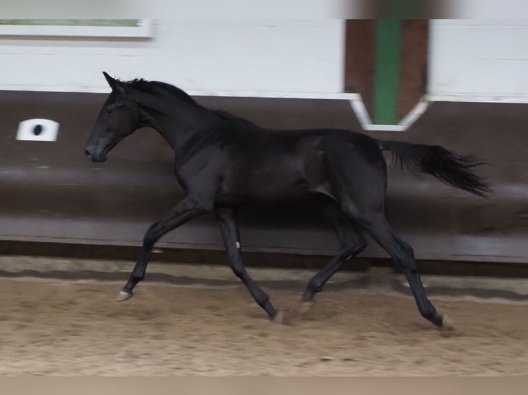 Oldenburgo Caballo castrado 2 años 168 cm Negro in Bramsche