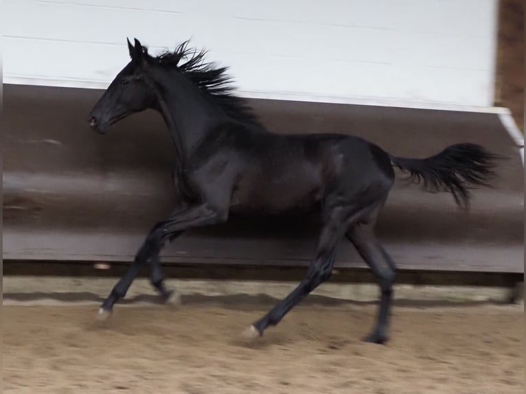 Oldenburgo Caballo castrado 2 años 168 cm Negro in Bramsche