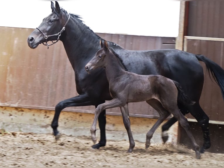 Oldenburgo Caballo castrado 2 años 168 cm Negro in Bramsche