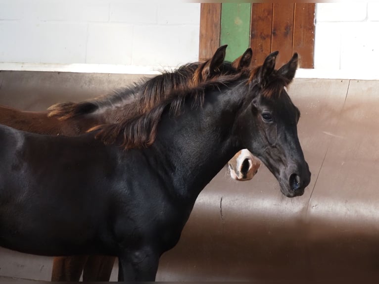 Oldenburgo Caballo castrado 2 años 168 cm Negro in Bramsche