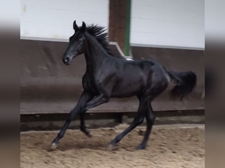 Oldenburgo Caballo castrado 2 años 168 cm Negro in Bramsche