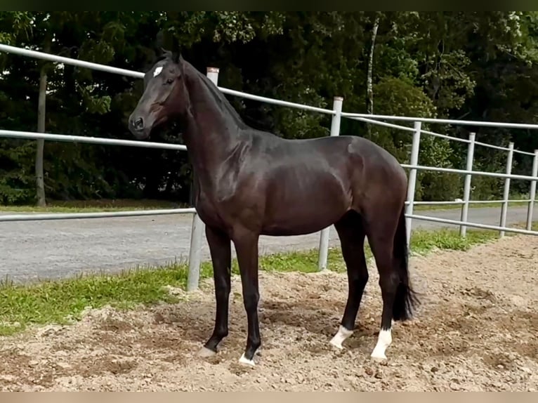 Oldenburgo Caballo castrado 2 años 168 cm Negro in Steinfeld (Oldenburg)