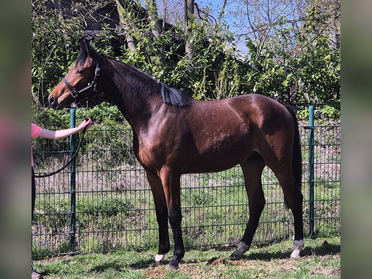 Oldenburgo Caballo castrado 2 años 169 cm Castaño oscuro in Drentwede