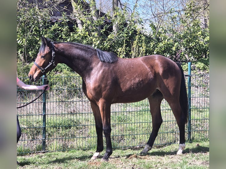 Oldenburgo Caballo castrado 2 años 169 cm Castaño oscuro in Drentwede