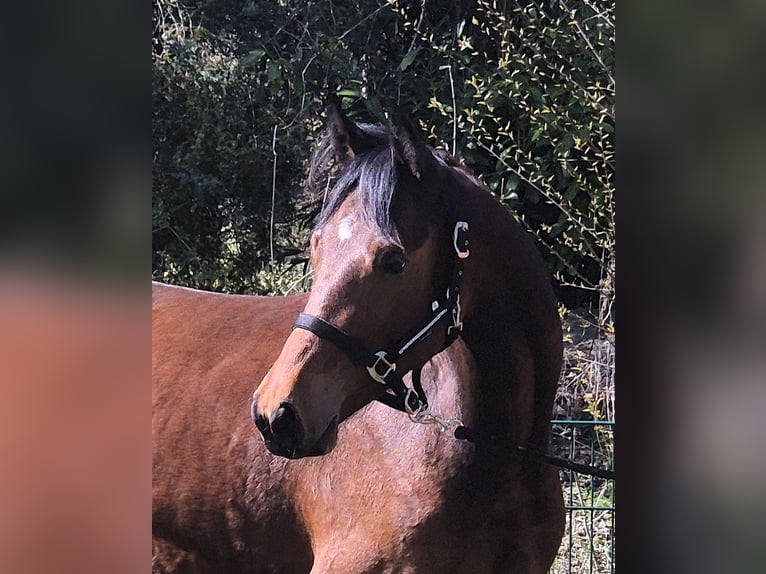 Oldenburgo Caballo castrado 2 años 169 cm Castaño oscuro in Drentwede