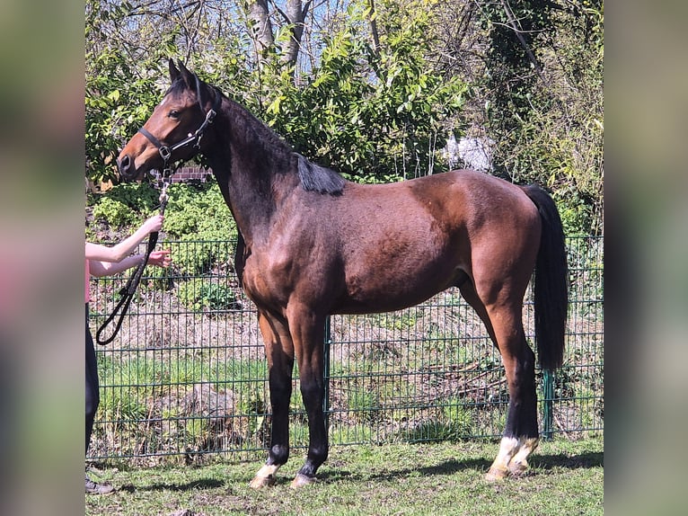 Oldenburgo Caballo castrado 2 años 169 cm Castaño oscuro in Drentwede