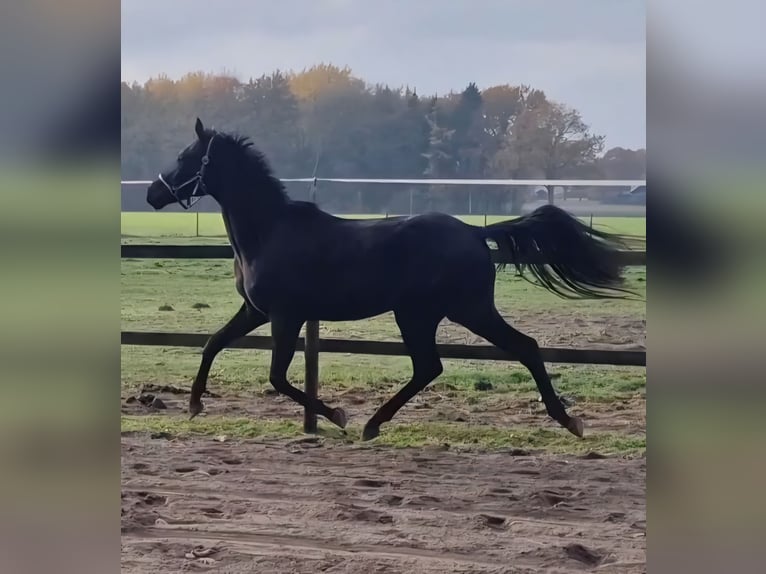 Oldenburgo Caballo castrado 2 años 169 cm Castaño oscuro in Lindern (Oldenburg)