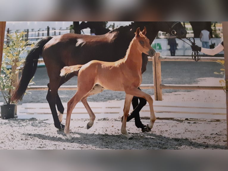 Oldenburgo Caballo castrado 2 años 170 cm Alazán in Bargstedt