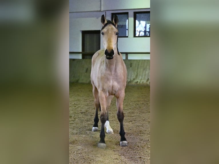 Oldenburgo Caballo castrado 2 años 170 cm Buckskin/Bayo in Bad Füssing