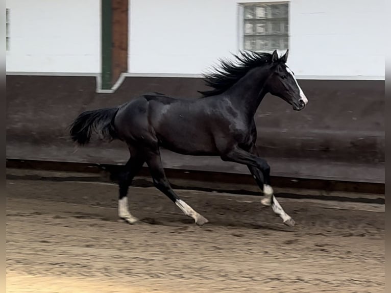 Oldenburgo Caballo castrado 2 años 170 cm Morcillo in Bramsche