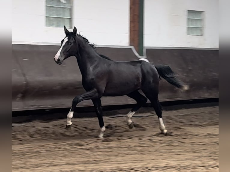 Oldenburgo Caballo castrado 2 años 170 cm Morcillo in Bramsche