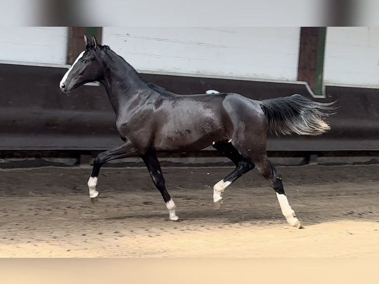 Oldenburgo Caballo castrado 2 años 170 cm Morcillo in Bramsche